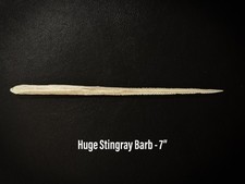 Huge southern stingray for sale  Corpus Christi