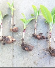 6plantjerusalem artichoke whit for sale  NORTHWICH
