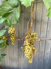 Grape fruit vine for sale  LONDON