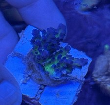 Wysiwyg miyagi tort for sale  LEICESTER