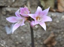 Large bulb amaryllis for sale  USA