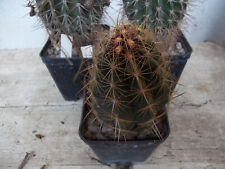 Thelocactus bicolor usato  Santa Maria Capua Vetere