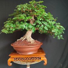 Bonsai esemplare acero usato  San Pancrazio Salentino