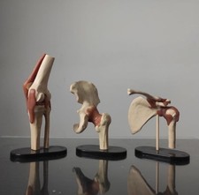 Vintage anatomical human for sale  SOUTH CROYDON