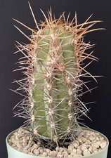 Cactus copiapoa solaris. d'occasion  Aire-sur-l'Adour