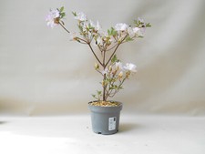 Wunderschöne bonsai satsuki gebraucht kaufen  Zeven