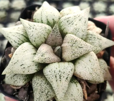 Haworthia bianca cm usato  Ragalna