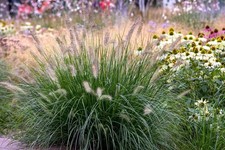 Feathered grace organic for sale  Lexington