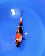 Qty show quality for sale  Dublin