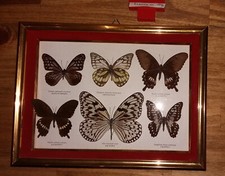 Papillons asiatiques encadrés d'occasion  Sarrebourg