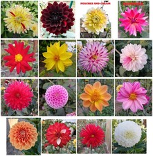 Dahliensamen mix sorten gebraucht kaufen Dahliensamen mix sorten gebraucht kaufen  Wolfsburg