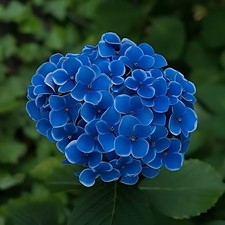 plant hydrangea for sale plant hydrangea for sale English