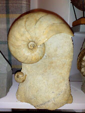 Nautilus fossil cenoceras for sale  GOSPORT