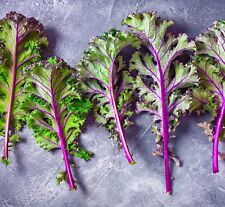 Red russian kale for sale  DEWSBURY