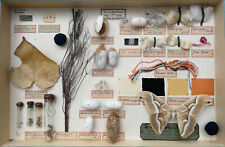 Entomologie insectes boite d'occasion  Beauvais