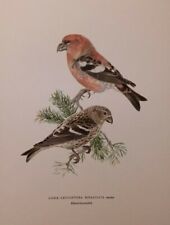 Loxia leucoptera bifasciata usato  Varallo Pombia