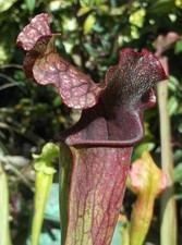 Sarracenia leucophylla oreophi for sale  GRAVESEND