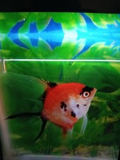 Beautiful orange high for sale  Henrico