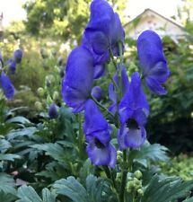 Herbst eisenhut aconitum gebraucht kaufen  Bad Zwischenahn