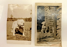 Pitbull bulldog 1925 for sale  Freehold