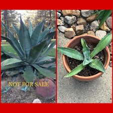 Large size agave for sale  Collinston