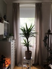 Vorhänge gardinenschal lichtd gebraucht kaufen  Berlin