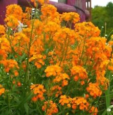 Erysimum plug plants for sale  LONDON