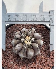 Copiapoa cinerea beautiful for sale  Sherman Oaks
