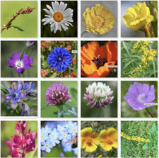 Native british wild for sale  LONDON