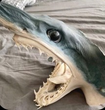 Real rare mako for sale  Los Angeles