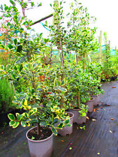 Large 6ft evergreen for sale  OXFORD
