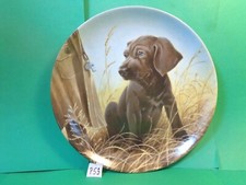 Field puppies weimaraner for sale  Lakeport