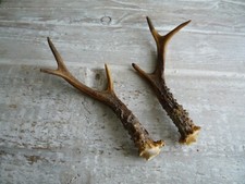 Pair roe deer for sale  WALLASEY