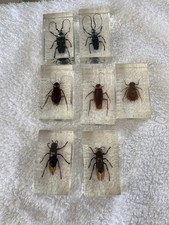 Vintage bug specimens for sale  OTTERY ST. MARY