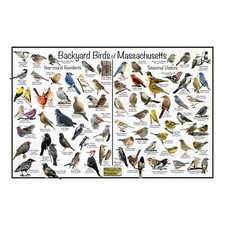 Backyard birds massachusetts for sale  Mount Prospect