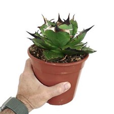 Agave titanota foresta usato  Napoli