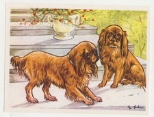 Spaniel nai dwergspani d'occasion  Expédié en Belgium