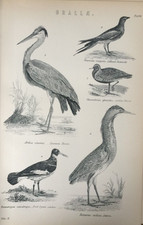 Antique 1870 bird for sale  TORRINGTON