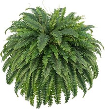 artificial plants for sale artificial plants for sale SALFORD