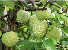 Tall. sugar apple for sale  Riverview
