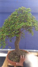 Zelkova olmo bonsai usato  Montevarchi