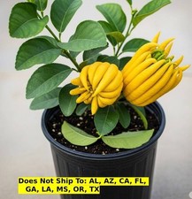 Buddha hand citron for sale  Fort Mill