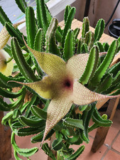 Stapelia gigantea starfish for sale  Port Saint Lucie