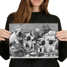 Pug dog puppies for sale  SELBY