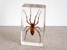 Wasp spider resin for sale  BURY ST. EDMUNDS