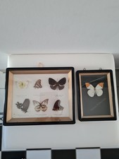 Schaukästen schmetterlinge ho gebraucht kaufen Schaukästen schmetterlinge ho gebraucht kaufen  Hellingen