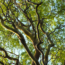 Salix matsudana tortuosa for sale  UK