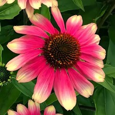 Echinacea pink lemonade for sale  UK