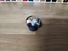 Colour box cats for sale  KING'S LYNN