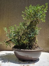 Old mallorcan olive for sale  Westminster